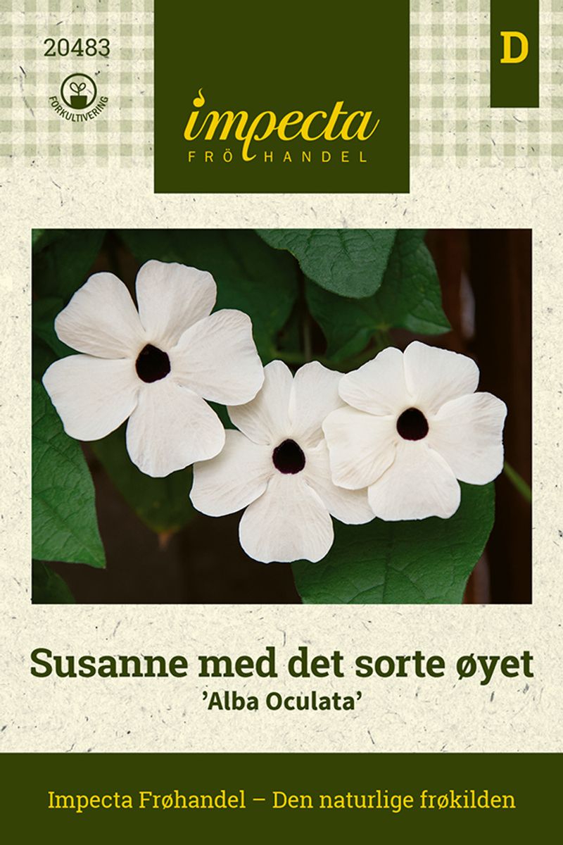 Susanne med det sorte øyet 'Alba Oculata'