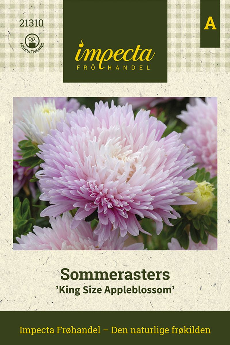Sommerasters 'King Size Appleblossom'