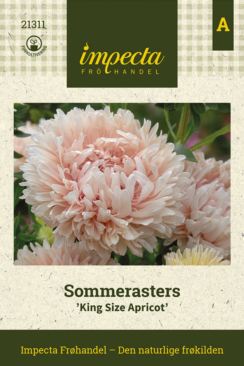 Sommerasters 'King Size Apricot'