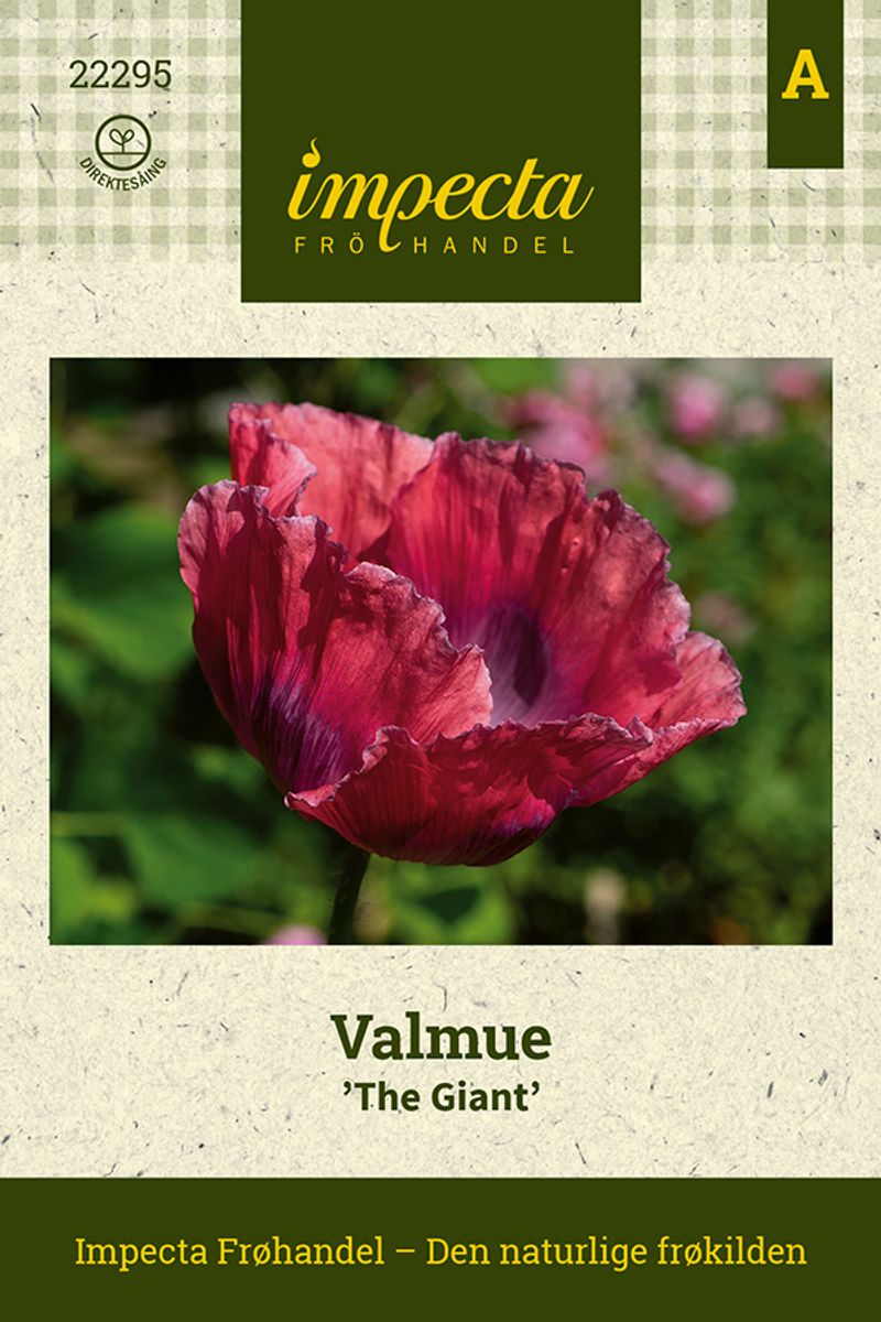 Valmue The Giant