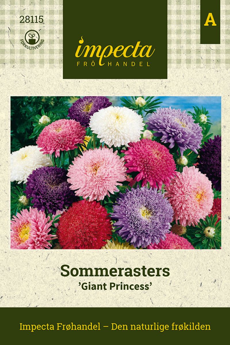 Sommerasters Giant Princess