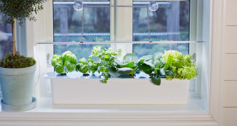 PLANTEPLUGG salatfrø