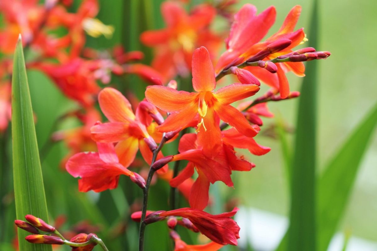 6 pakk Crocosmia 'Fire King 'Barrot staude