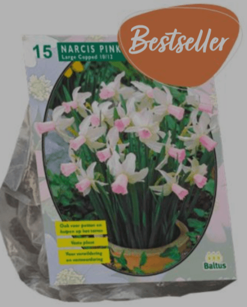 Hovedbilde Narcis 'Pink Charm' - 15 stk blomsterløk av ...