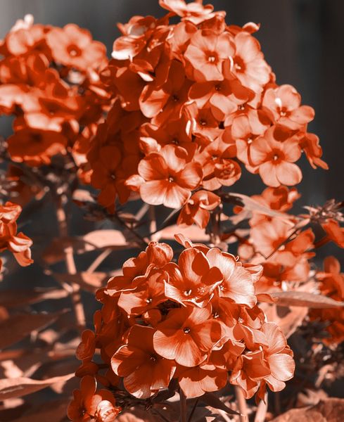 Hovedbilde 3 stk Phlox (P) 'Orange Perfection'