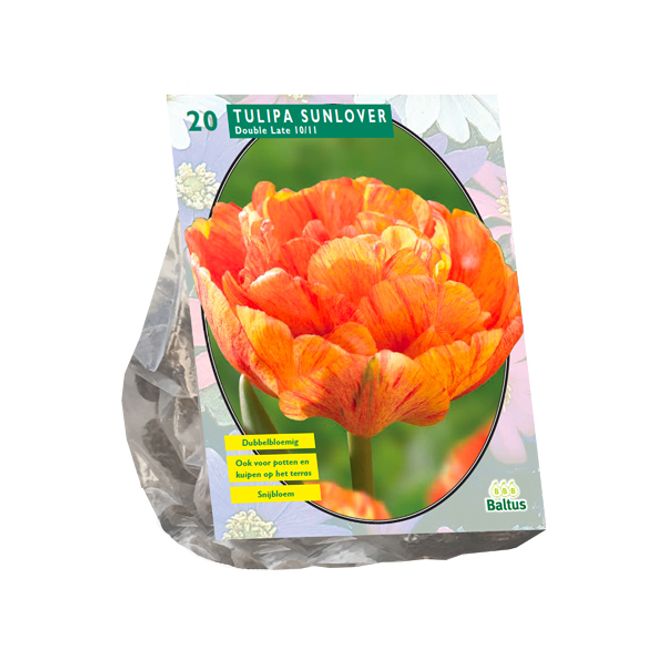 Hovedbilde Tulipa Sunlover, 12 stk Blomsterløk  av Tulipan