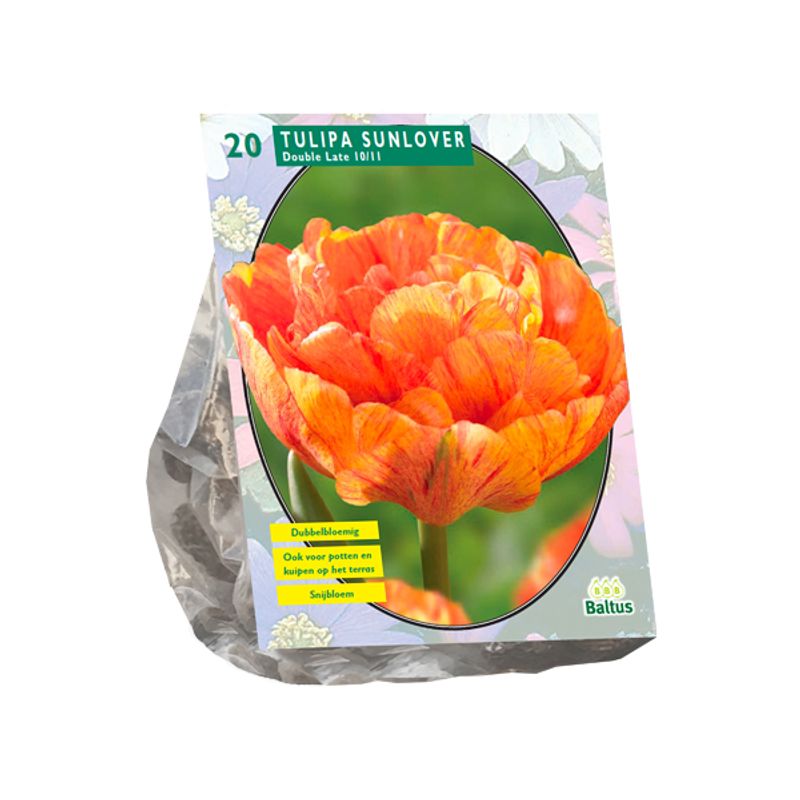 Tulipa Sunlover, 12 stk Blomsterløk  av Tulipan