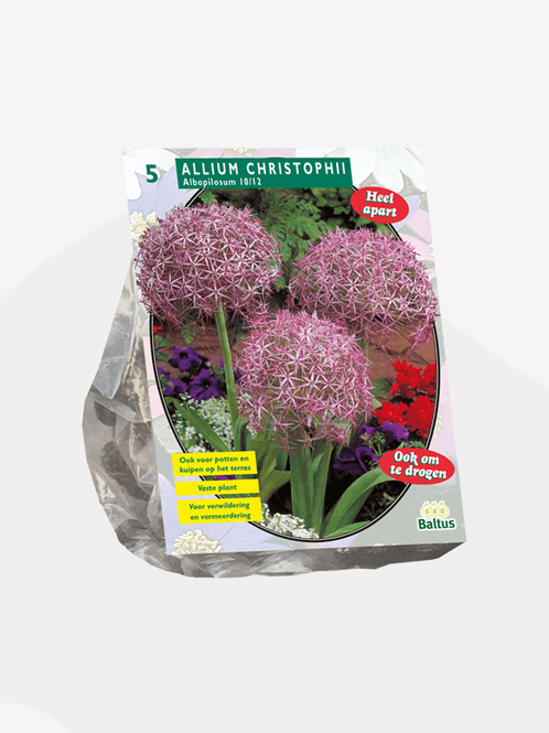 Hovedbilde Allium Albopilosum Christophii.  Løk  10/12. ...
