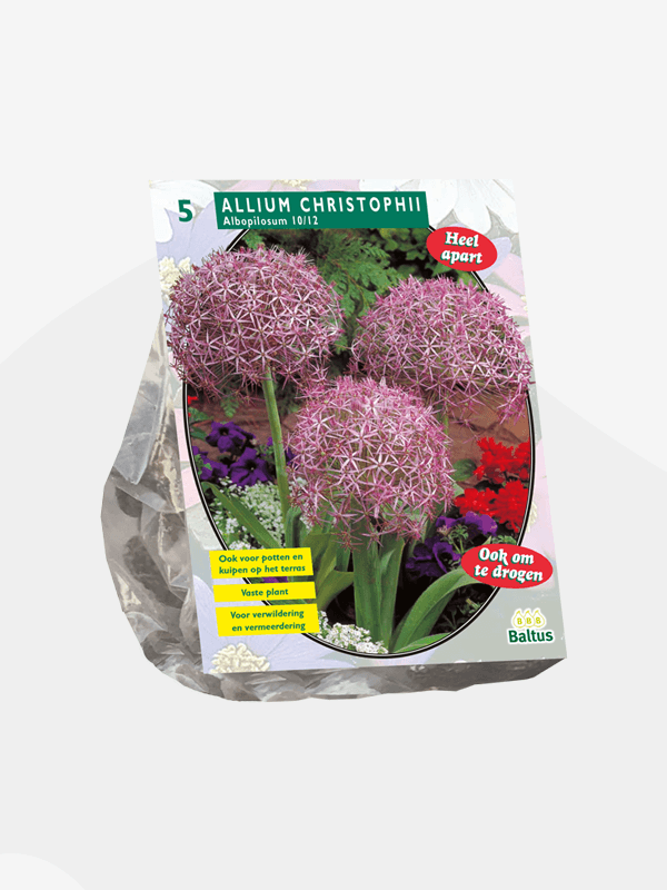 Allium Albopilosum Christophii.  Løk  10/12. Antall 5