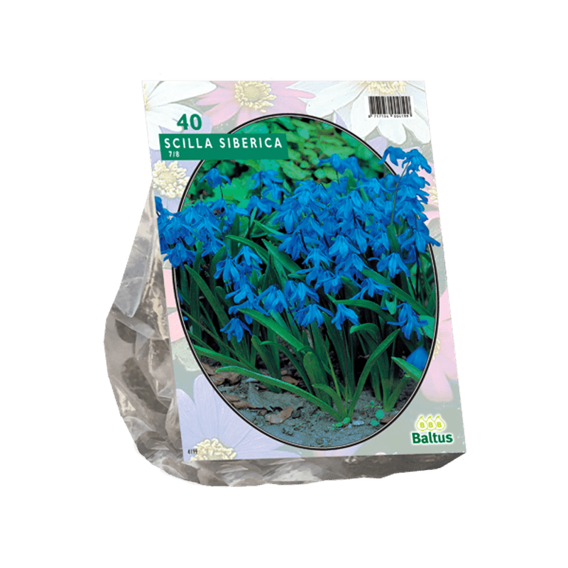 Scilla Siberica. Løk størrelse: 7/8 .. Antall løk 40.