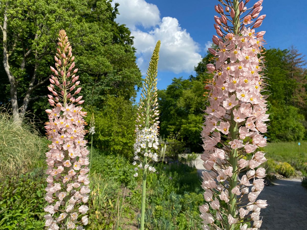 3 stk Eremurus robustus