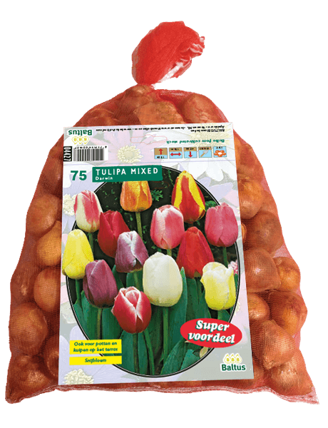 Hovedbilde Tulipa Darwin Mix, 40  stk 