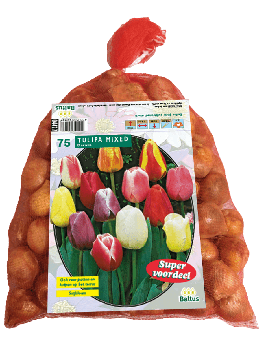Tulipa Darwin Mix, 40  stk 