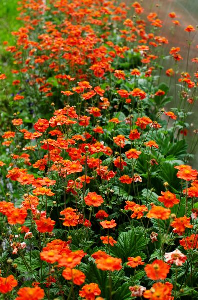 Hovedbilde 3 stk Geum coccineum 'Borisii-Strain'