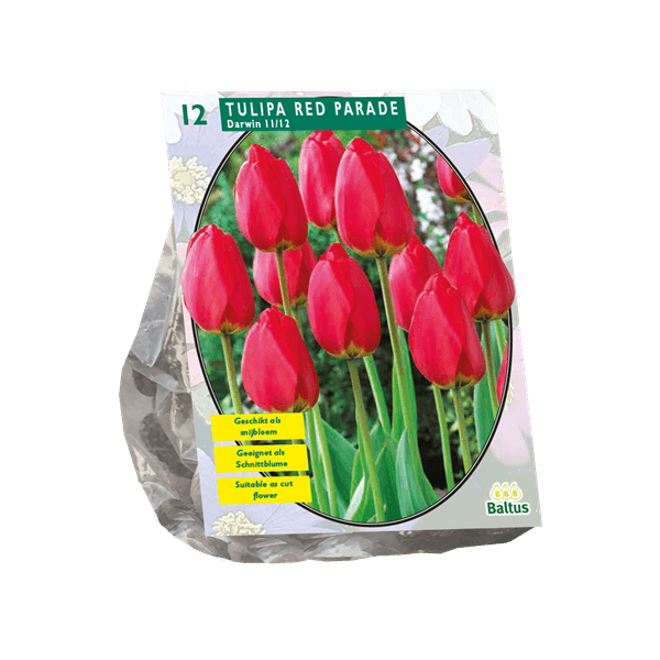Hovedbilde Tulipan Red Parade 12 stk i pakningen