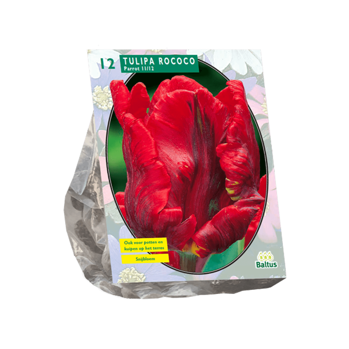 Tulipan Rococo papegøye  12 i pakken