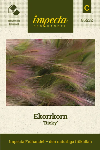 Hovedbilde SILKEBYGG 'HORDEUM JUBATUM RICKY*