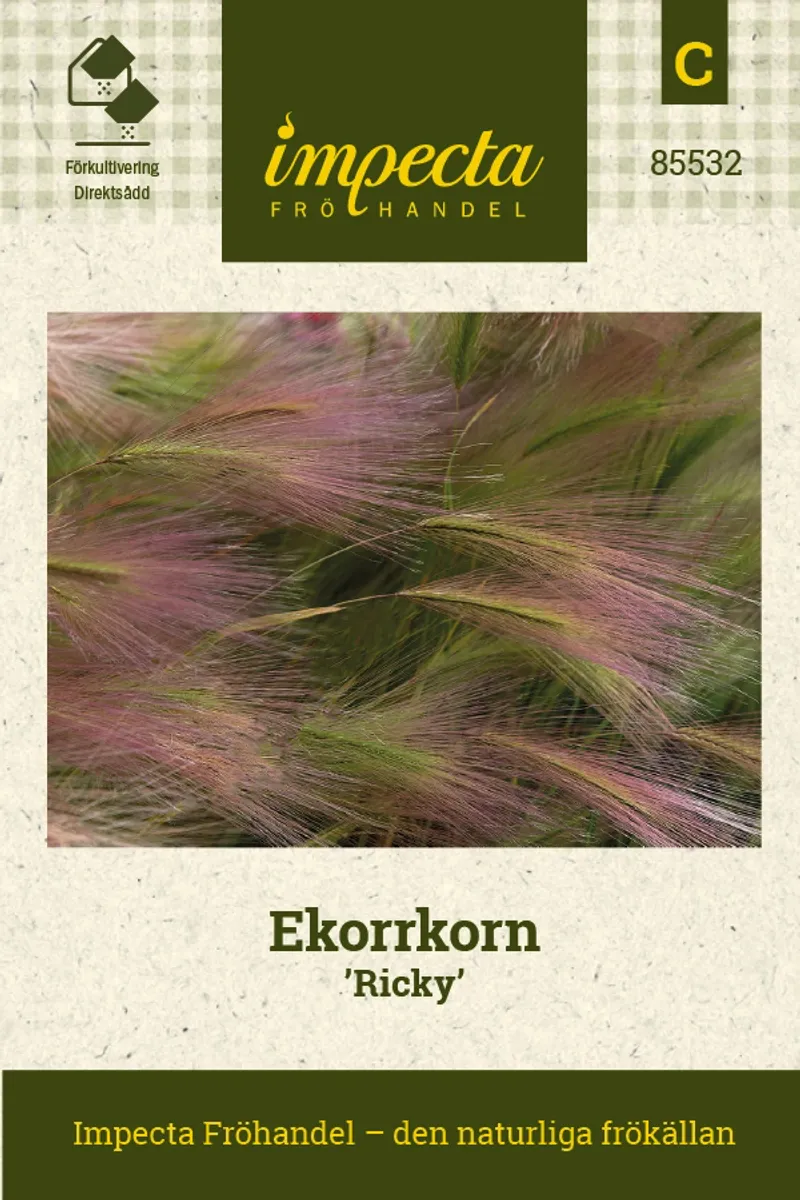 SILKEBYGG 'HORDEUM JUBATUM RICKY*