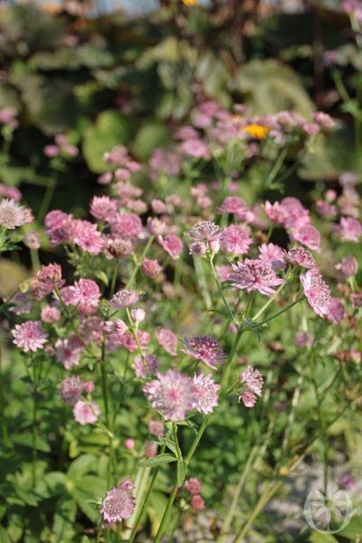 Hovedbilde 3 stk Astrantia maj. 'Pink Pride'