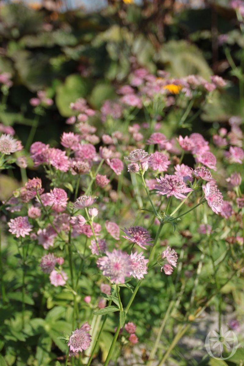 3 stk Astrantia maj. 'Pink Pride'